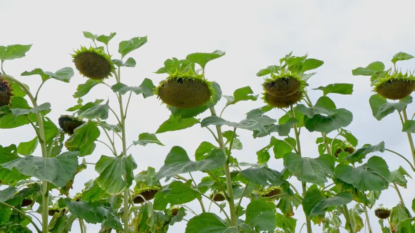 Tall sunflowers with large, round seed heads and green leaves against a cloudy sky. The plants are in a field, showcasing their height and structure.