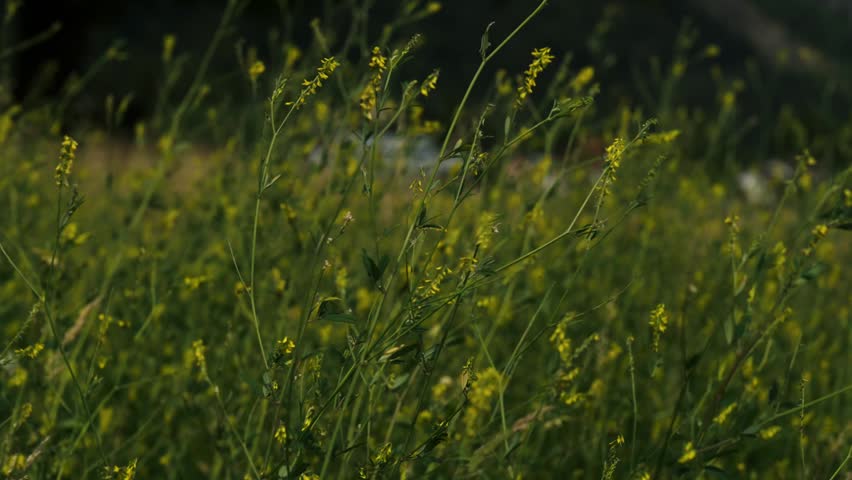 Yellow wildflowers and tall grass sway gently in the breeze with a soft blurred background