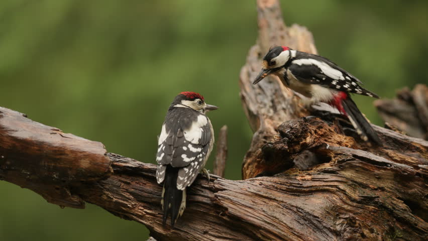 Adult Great Spotted Woodpecker feeding juvenile on fallen branch, slow motion