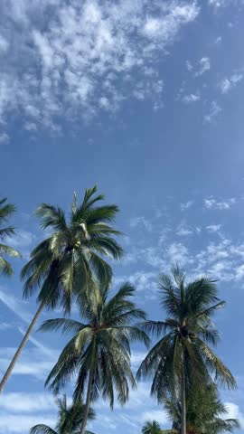 Palm trees rise against a bright blue sky filled with soft clouds. The scene is set near a tropical beach in the late afternoon light.