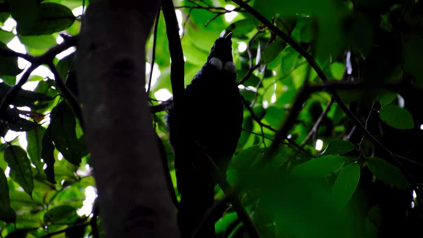 Tui passerine bird Prosthemadera novaeseelandiae with double white throat tuft poi singing a song in forest tree in Wellington New Zealand Aotearoa