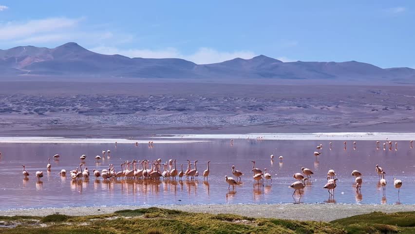 Ground shot capturing a herd of Andean flamingos in the colorful salt lake Laguna Colorada.