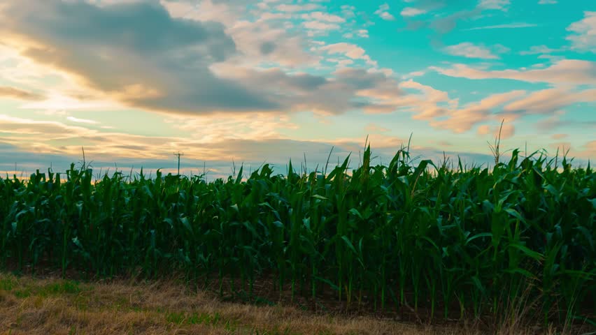 Corn Field Sunset Timelapse. Green maize plantation under dramatic clouds with golden evening sky, agriculture, agronomy, crop cultivation. Rural farmland landscape for farming business, food