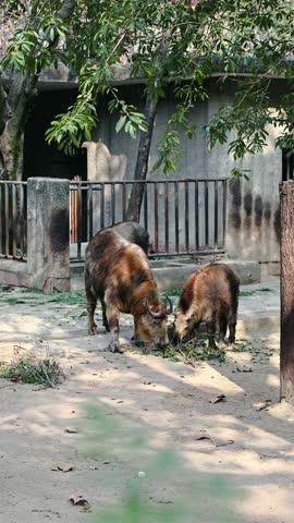 Takin at Chengdu Zoo, China