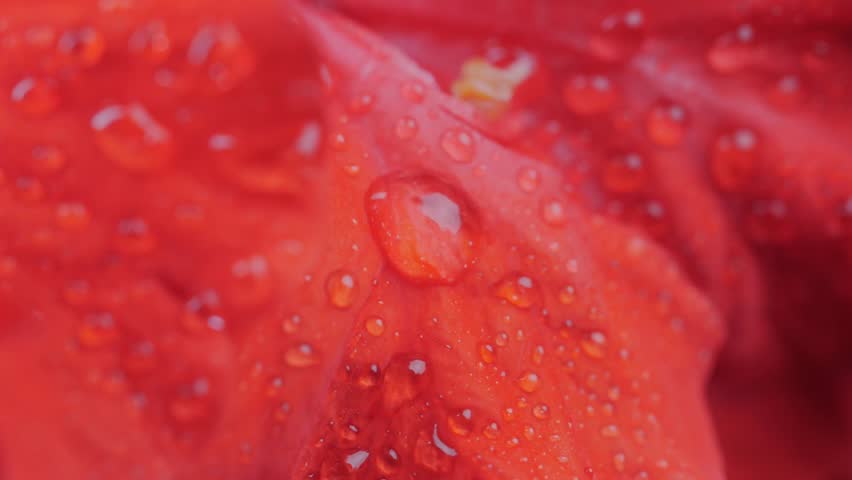 Macro Water Droplets on Red Hibiscus Petal	