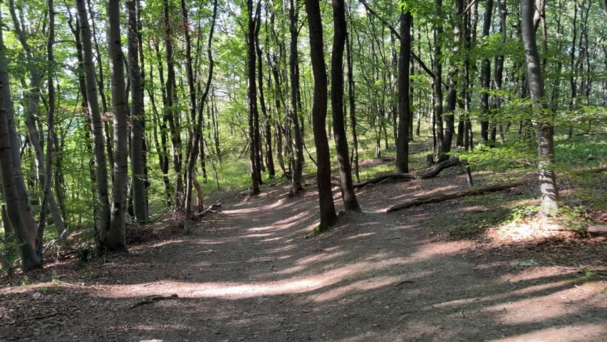 A quiet dirt path curves between tall trees, exposed roots and fallen branches beneath patches of filtered sunlight.