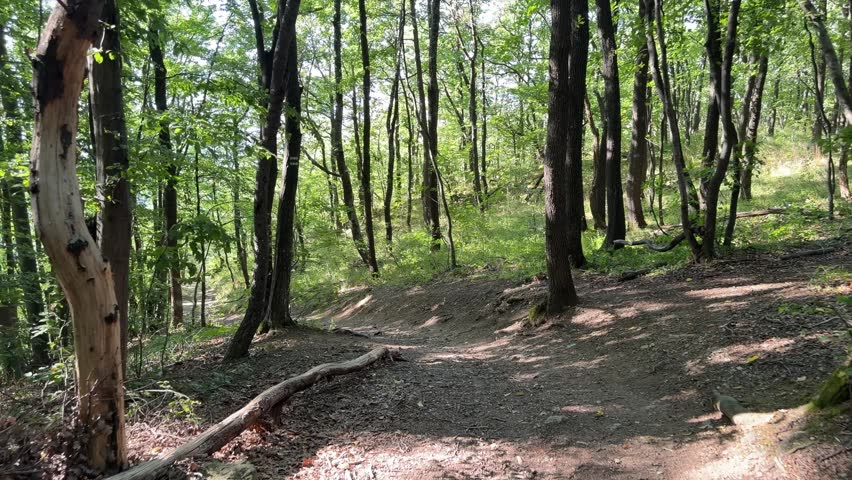 A sunlit dirt path curves between tall trees, exposed roots and fallen branches while the camera gently re-centers on the trail.