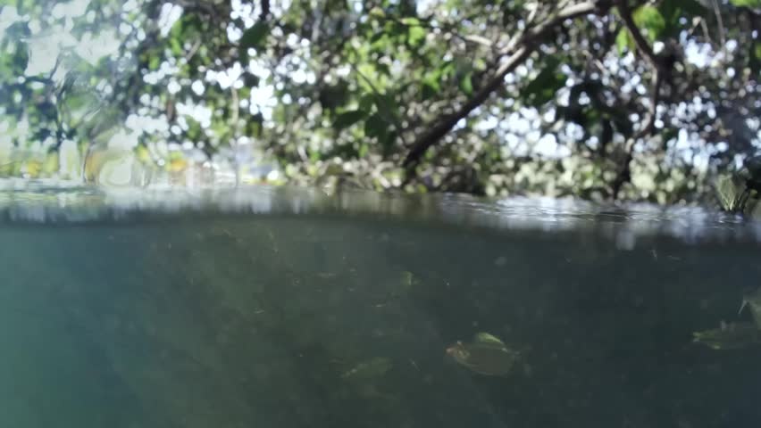 Split shot of a Fish school feeding under a tree in the Brazilian wetlands also known as Pantanal.