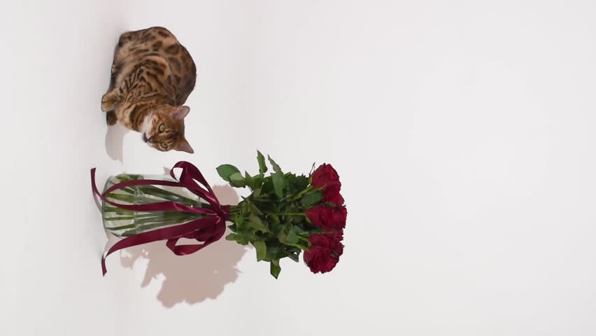 Bengal cat sits by the vase with red roses on white background, holiday card design.Vertical video