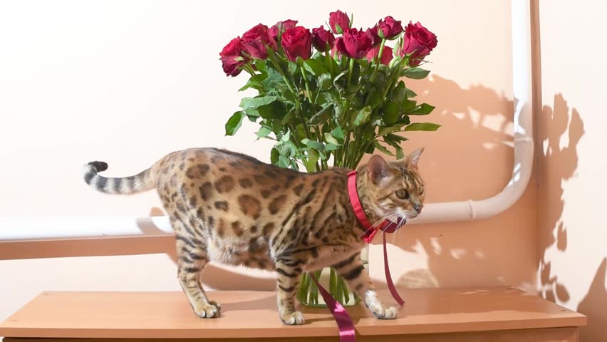 Bengal cat with bow tie on its neck walks by the vase with red roses, horizontal video