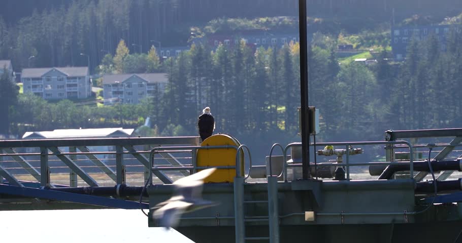 American Bald Eagle perched on bridge in Juneau, Alaska