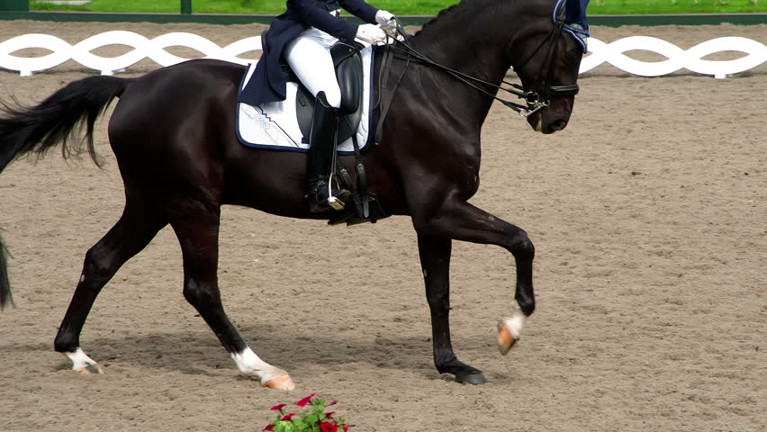 Galloping Horse with a Rider. A rider in a traditional costume gracefully rides a pedigreed horse. Slow Motion