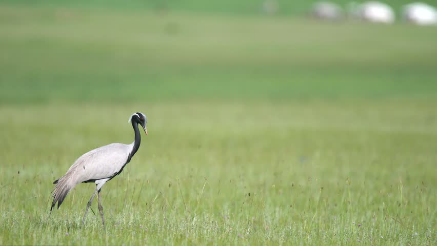 Wild cranes forage together on a treeless meadow in an open steppe habitat. The birds move through the plain while feeding as a flock. The birds