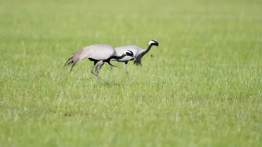 Wild cranes forage together on treeless meadow across open steppe in a calm feeding scene. Untamed birds move through plain habitat, suggesting migration, balance, and seasonal survival. Cranes are long-legged birds in the family Gruidae, adapted for walking and feeding in open habitats. Cranes use their bills to pick plant material and probe for invertebrates or other small food items. Shared foraging combines efficient resource use with the safety benefits of many watchful individuals. Large uninterrupted plains are important to many cranes because they offer visibility and abundant seasonal food. The calm gathering can form part of a wider annual cycle of travel, feeding, courtship, and breeding. This natural flock scene is valuable for ornithology, ecology, environmental education, and landscape documentaries.
