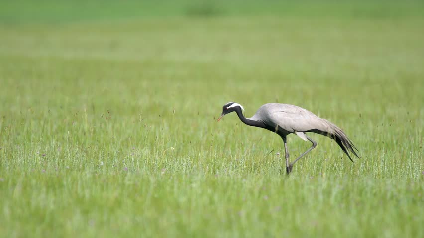 Wild cranes forage together on treeless meadow across open steppe in a calm feeding scene. Untamed birds move through plain habitat, suggesting migration, balance, and seasonal survival. Members of the crane family use long legs, extended necks, and pointed bills to search broad feeding grounds. Cranes use their bills to pick plant material and probe for invertebrates or other small food items. Shared foraging combines efficient resource use with the safety benefits of many watchful individuals. Large uninterrupted plains are important to many cranes because they offer visibility and abundant seasonal food. Many crane species undertake long migrations between breeding and wintering regions. This natural flock scene is valuable for ornithology, ecology, environmental education, and landscape documentaries.