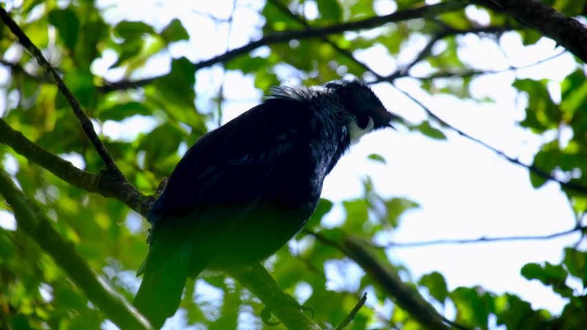 Tui bird Prosthemadera novaeseelandiae singing a song in forest tree in Wellington New Zealand Aotearoa