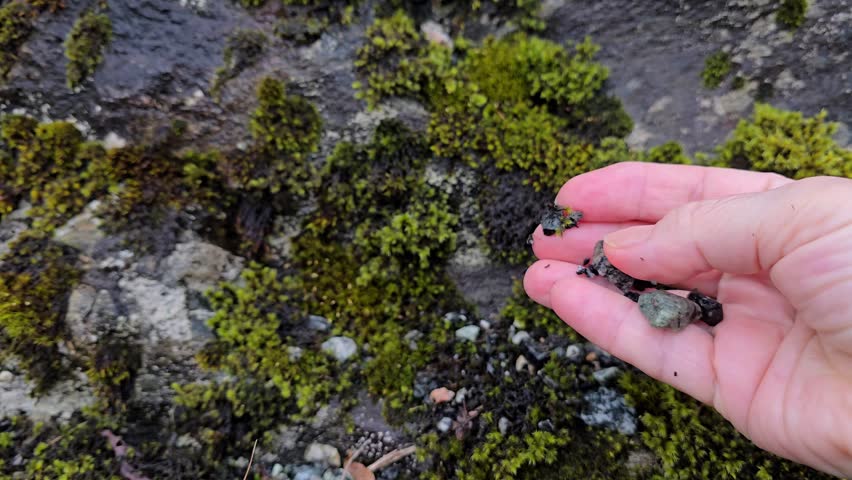 Pebbles roll from the palm of the hand onto a granite boulder. Norway, Alver. August