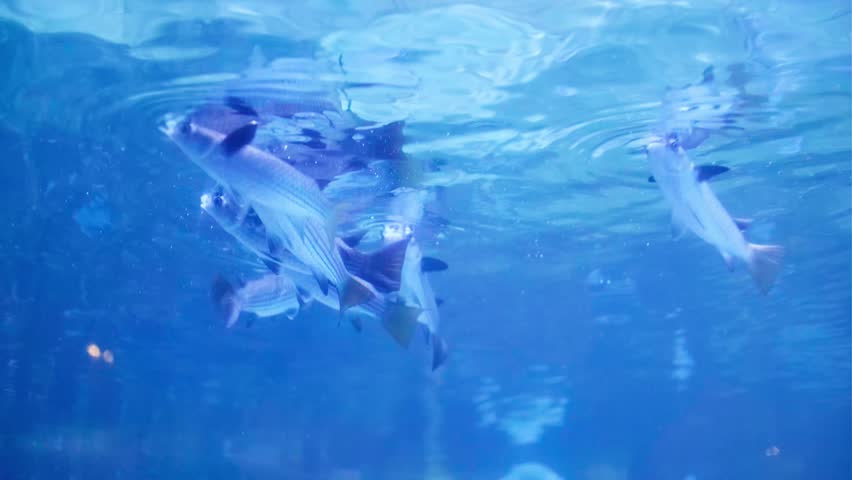 School of striped fish swims through clear blue water.