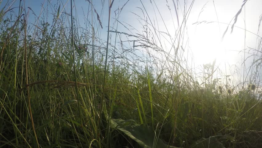 View from tall grass to the sky, movement in the grass