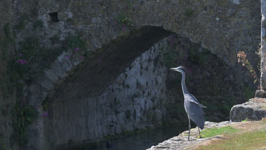 Immature Grey Heron (Ardea cinerea) taking off and flying away. August, Kent, UK [Slow motion]