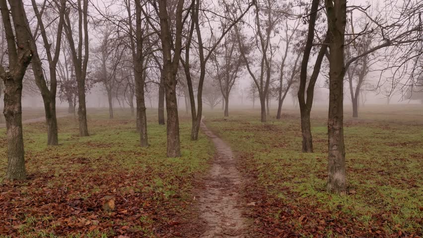 Walking through a foggy park in autumn with fallen leaves, foggy park