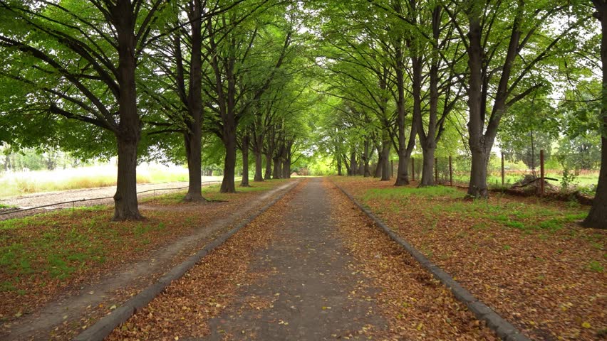 A spring walk along a path in a green park with yellow leaves