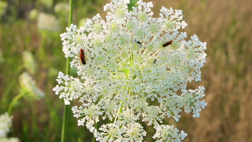 Close-up of a white wild carrot umbel blooming in a sunny meadow. Queen Anne