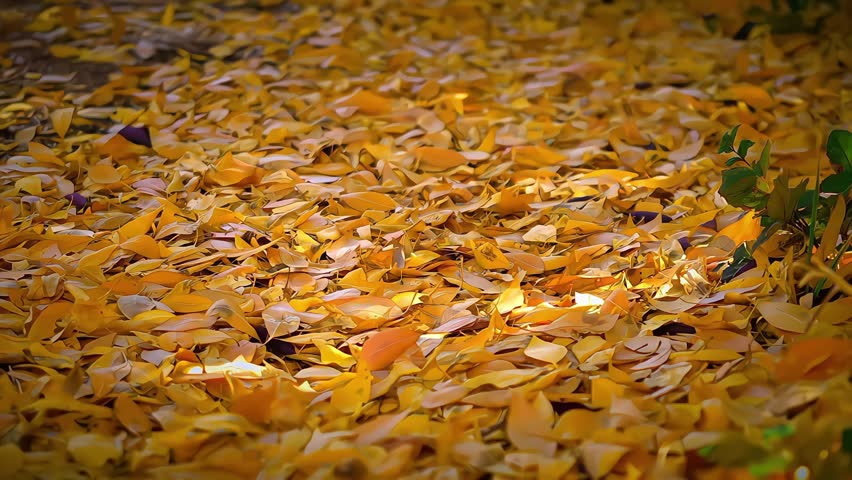 Close-up view of fallen golden autumn leaves covering the forest floor. Warm seasonal colors and natural textures create a beautiful autumn background suitable for nature, seasonal, Thanksgiving, travel, and environmental projects.