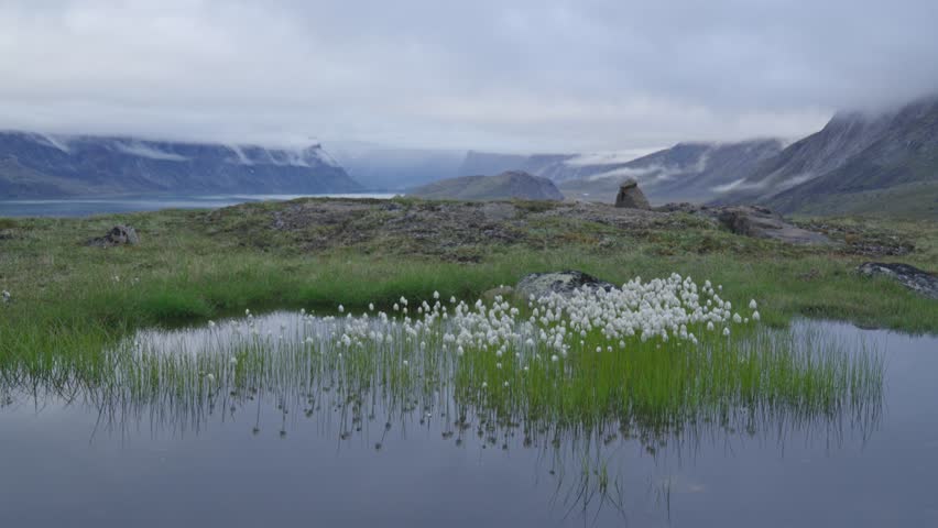 Ground-level landscape shot framing fluffy white Arctic cottongrass around a tundra pond with mountain peaks in the background.