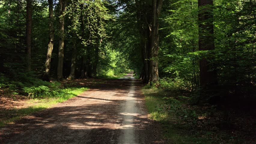 POV Cycling Ride Along Dirt Forest Path in Den Treek