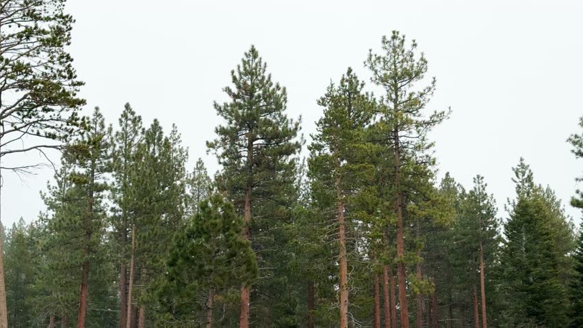 Tall Ponderosa pine trees with reddish bark stand against an overcast gray sky as light snowflakes drift down near Sand Harbor Beach at Lake Tahoe in winter