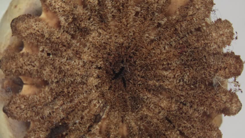 red poppies capsule with seed on the field in close up