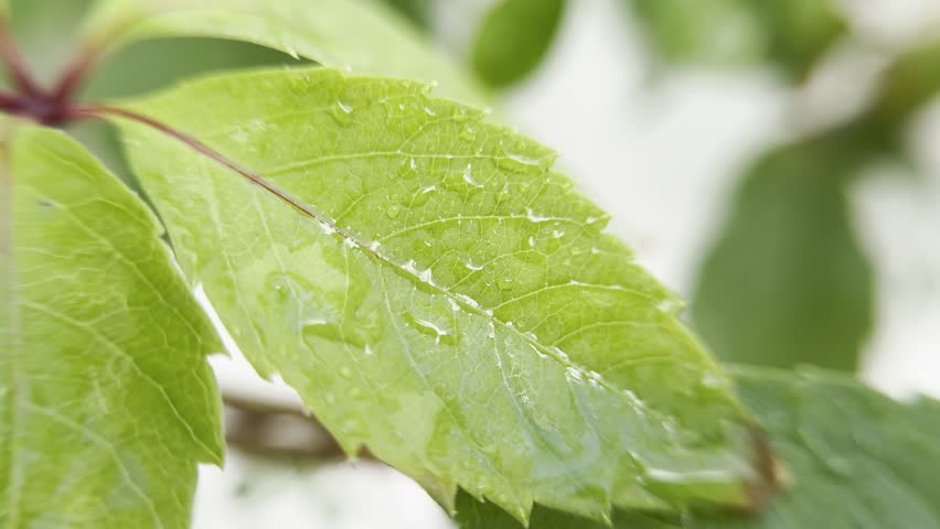 A green leaf with water droplets.