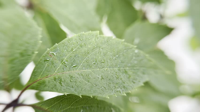 A green leaf with water droplets.
