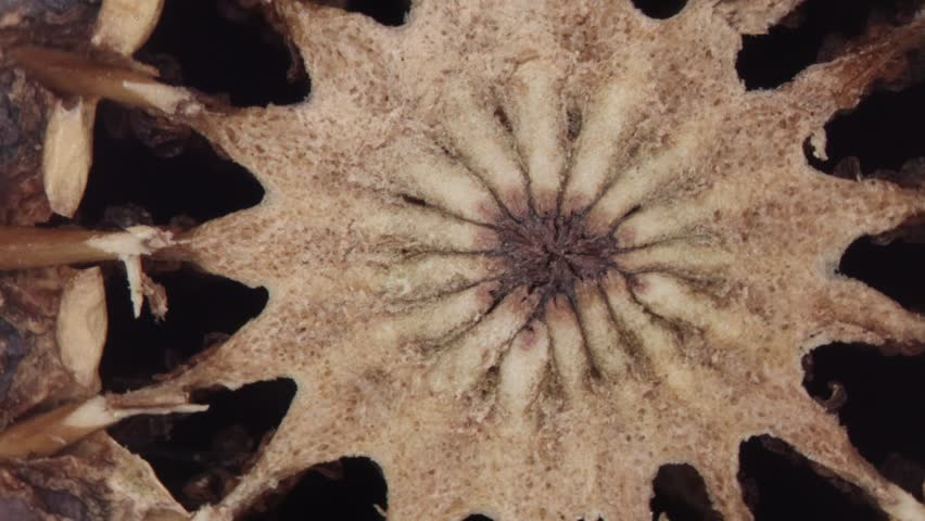 red poppies capsule with seed on the field in close up