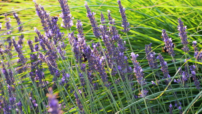 Beautiful lavender bushes with purple flowers sway gently in the field. Lush green grass frames the vibrant blooming lavandula stalks in a summery meadow. Sunny morning light illuminates the aromatic lavender plants in close up. Fluffy bumblebee lands on a purple blossom to collect nectar.