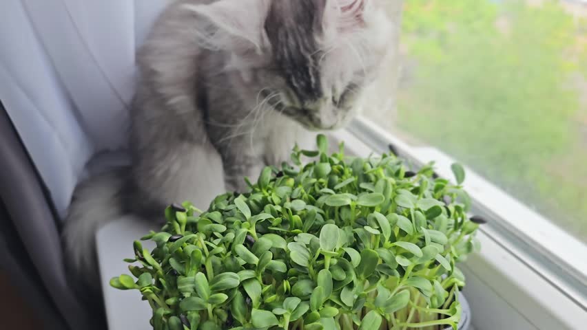 A gray cat investigates a small green plant sitting on a window sill. The plant sits in sunlight, and the cat seems curious about it. The apartment view shows trees and buildings outside.