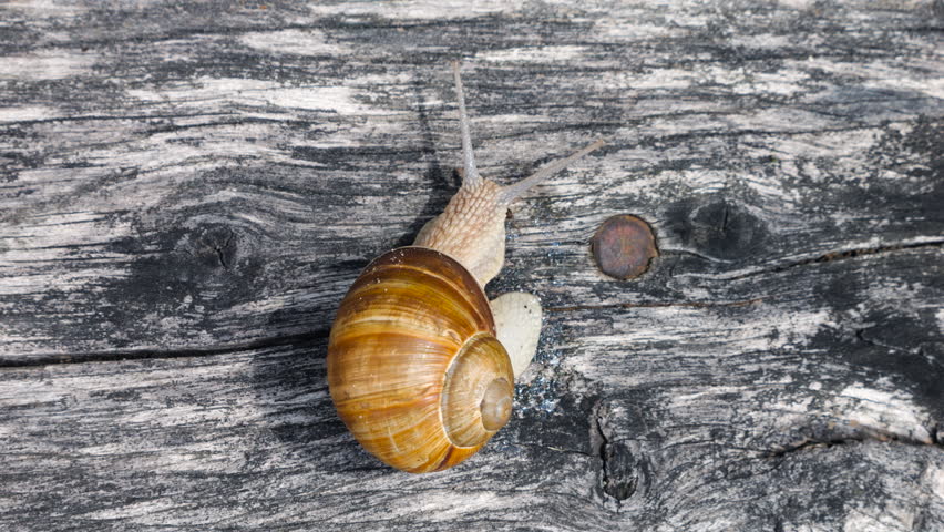 A Roman snail crawls slowly on an old wooden surface. The mollusk moves its tentacles gently while exploring the textured gray wood. Warm sunlight illuminates the spiral brown shell of the grape snail. A close-up shot captures the natural behavior of the land gastropod.