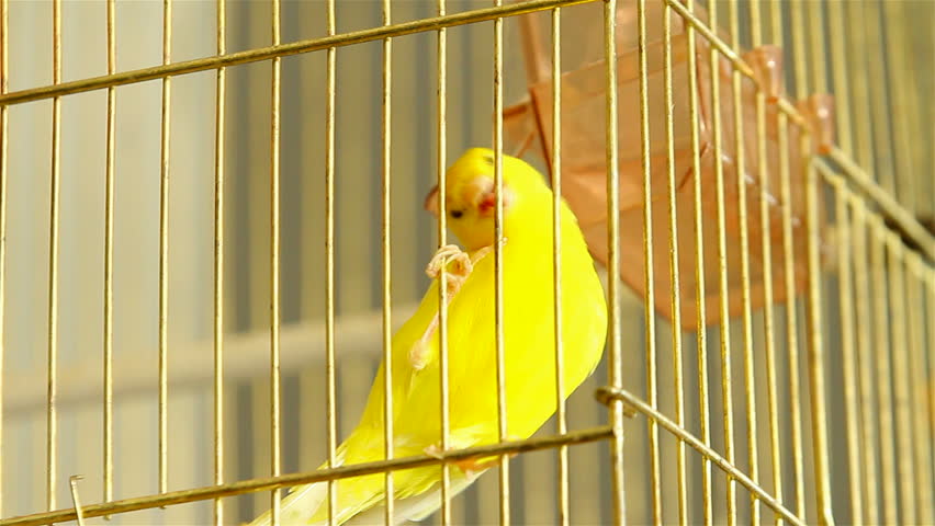 yellow bird cage