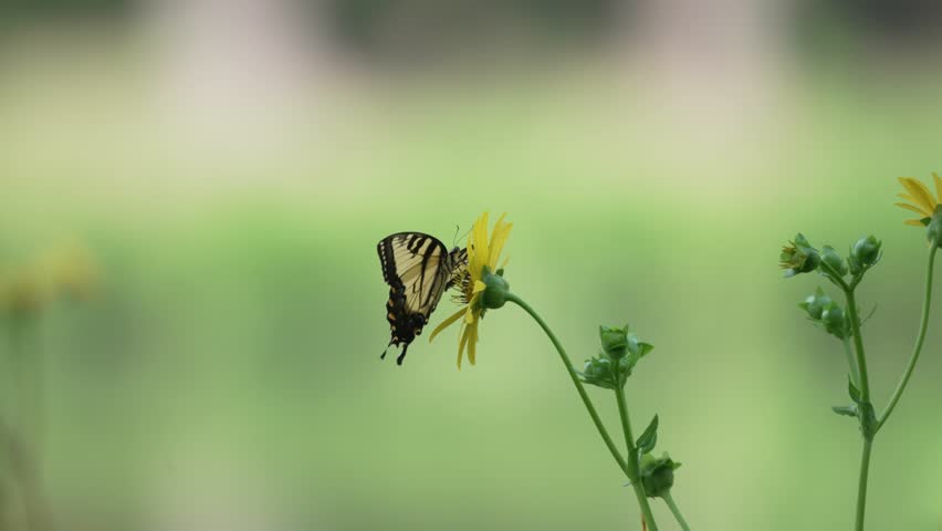 Slow-motion footage of an Eastern Tiger Swallowtail (Papilio glaucus) perched on a bright yellow wildflower, gently moving its wings as it feeds on nectar. 