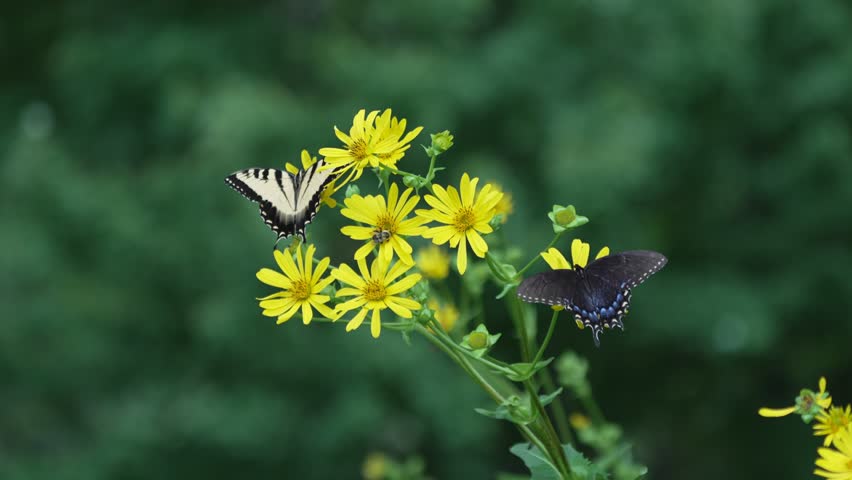 Beautiful slow-motion footage capturing both a standard yellow and a dark-morph female Eastern Tiger Swallowtail butterfly (Papilio glaucus) feeding on a yellow wildflower bouquet before flying away.