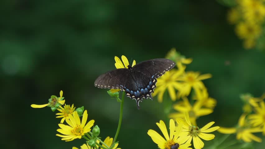 Slow-motion shot featuring a dark-morph female Eastern Tiger Swallowtail butterfly (Papilio glaucus) nectaring on a yellow wildflower before taking flight into the background.
