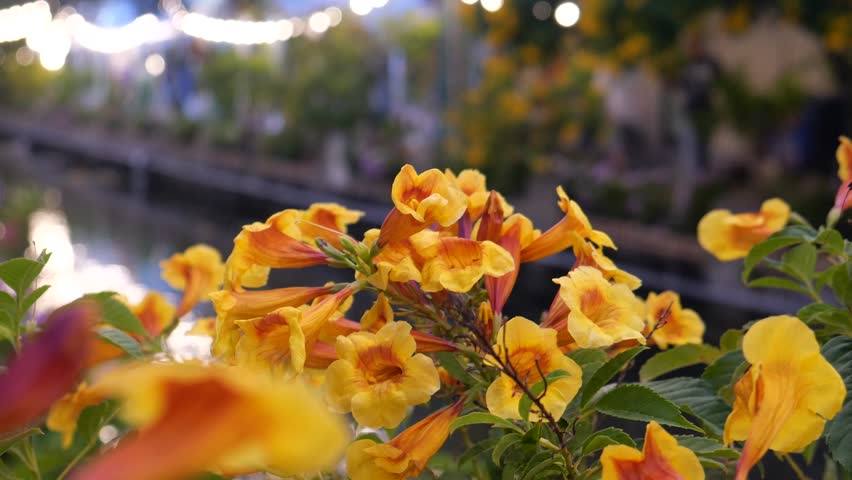 Outdoor market by a canal in Bangkok