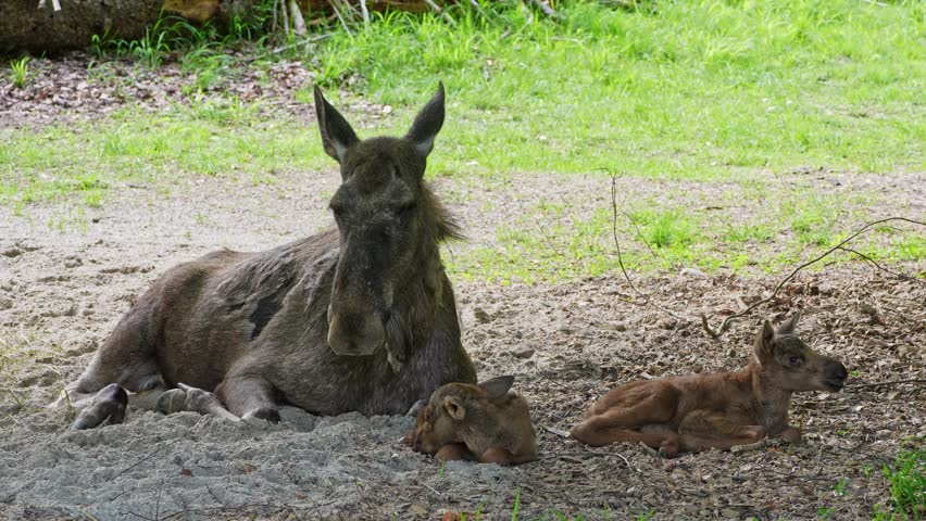 Family of moose or elk, Alces alces is the largest extant species in the deer family. Moose are distinguished by the broad, flat, or palmate antlers of the males.