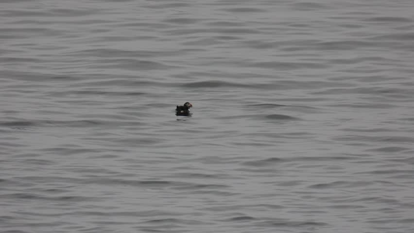 A solo Atlantic puffin with its prey.