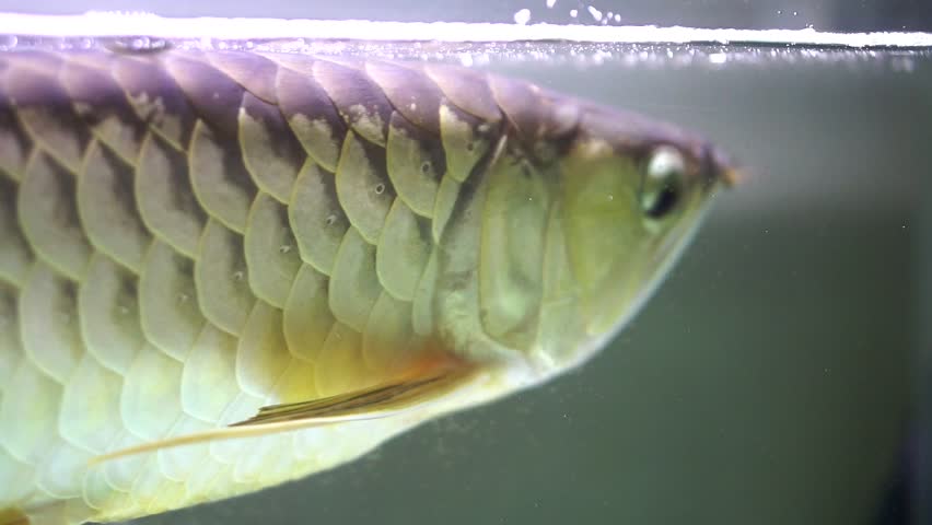 Close up side view of ornamental golden arowana fish, an Asian arowana with shiny scales and beautiful fins, swimming in a bubbly freshwater aquarium.