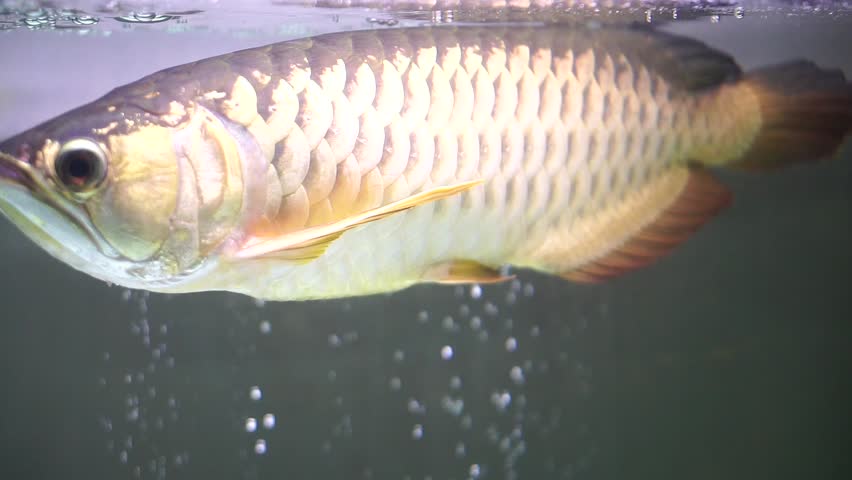 Close up side view of ornamental golden arowana fish, an Asian arowana with shiny scales and beautiful fins, swimming in a bubbly freshwater aquarium.