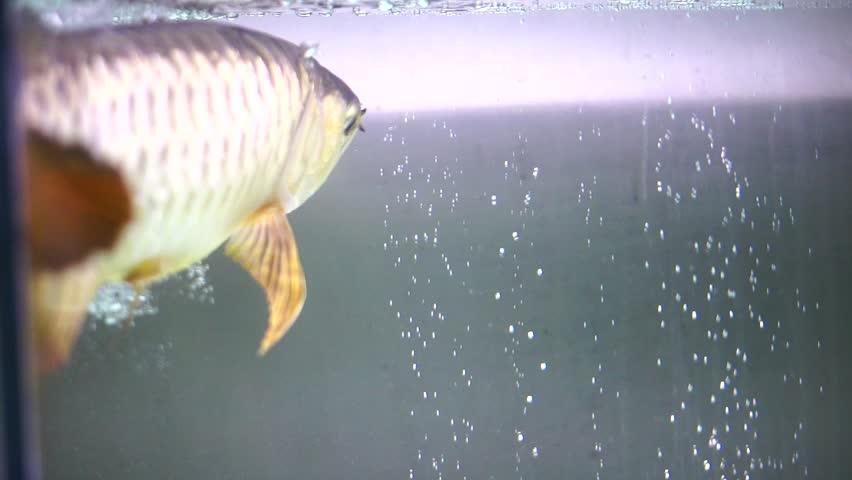 Close up side view of ornamental golden arowana fish, an Asian arowana with shiny scales and beautiful fins, swimming in a bubbly freshwater aquarium.