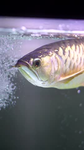 Close up side view of ornamental golden arowana fish, an Asian arowana with shiny scales and beautiful fins, swimming in a bubbly freshwater aquarium.