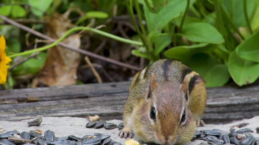 A cute eastern chipmunk, Tamias striatus, stealing seed meant for birds, stores them in its cheek pouches, looks up, and runs away